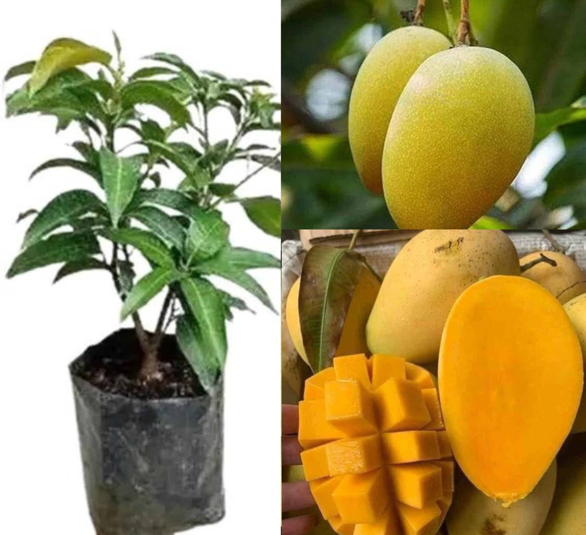 Himsagar Mango Plant | Ultra-Sweet Bengali Mango | Premium Grafted Hybrid