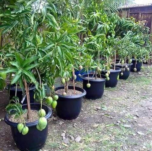 Himsagar Mango Plant | Ultra-Sweet Bengali Mango | Premium Grafted Hybrid — photo 2