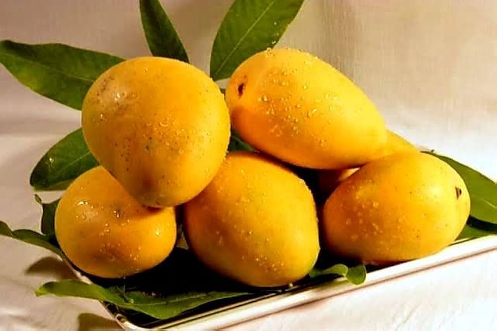 Sita Bhog Mango Plant | Super-Sweet Fibreless Mango | Premium Grafted Hybrid