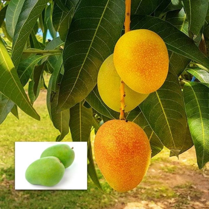 Sita Bhog Mango Plant | Super-Sweet Fibreless Mango | Premium Grafted Hybrid — photo 2