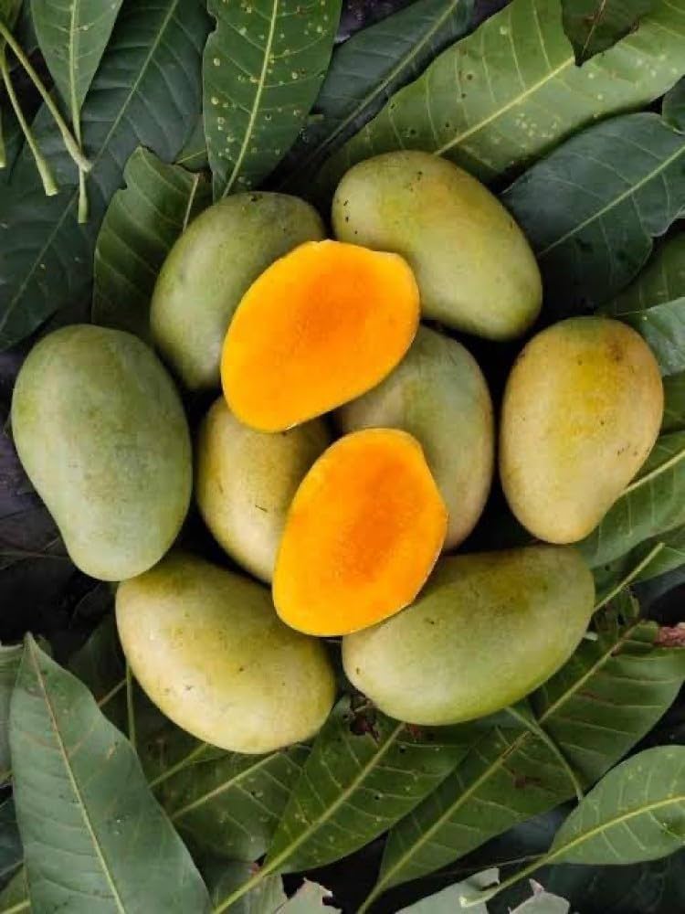 Sita Bhog Mango Plant | Super-Sweet Fibreless Mango | Premium Grafted Hybrid — photo 3