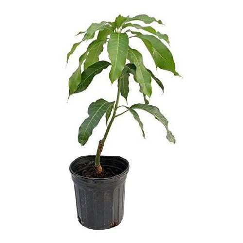 Sita Bhog Mango Plant | Super-Sweet Fibreless Mango | Premium Grafted Hybrid — photo 4