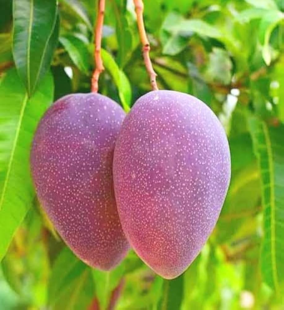 Thai Baromasi Mango Plant | All-Season Sweet Mango | Premium Grafted Hybrid