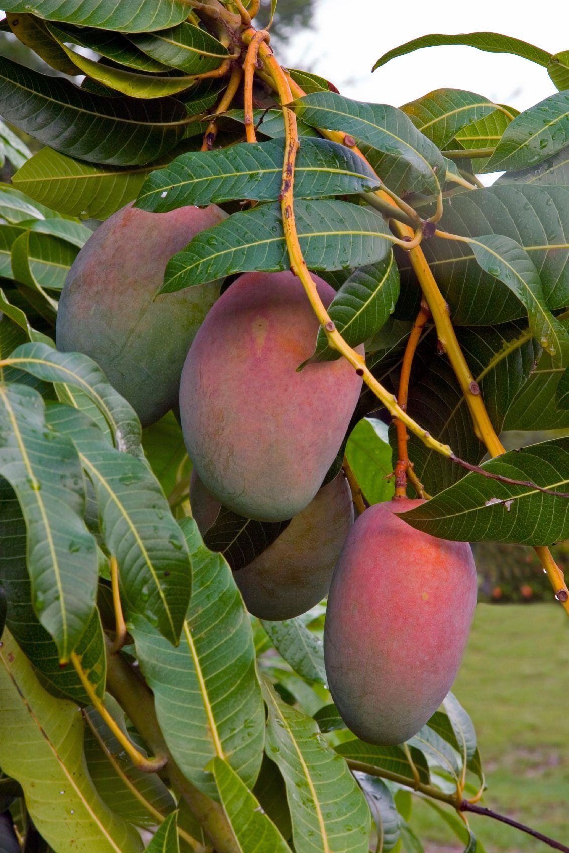 Thai Baromasi Mango Plant | All-Season Sweet Mango | Premium Grafted Hybrid — photo 2