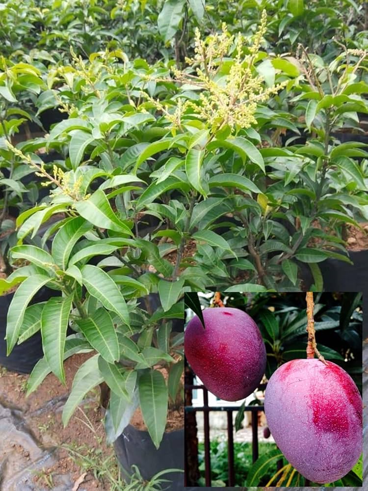 Thai Baromasi Mango Plant | All-Season Sweet Mango | Premium Grafted Hybrid — photo 3