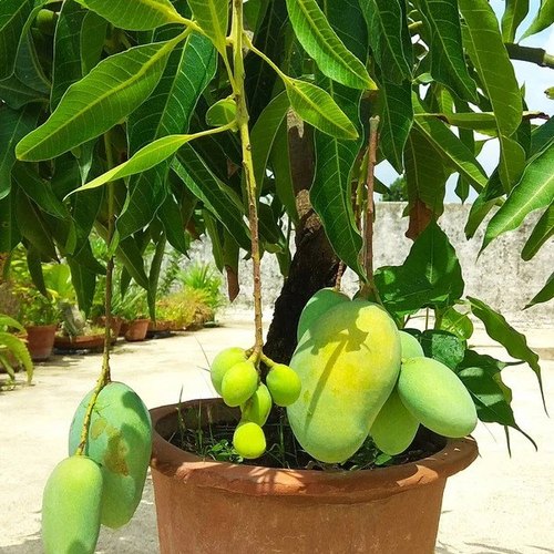 Thai Dwarf All-Time Sour Mango Plant | Year-Round Tangy Mango | Premium Grafted Hybrid