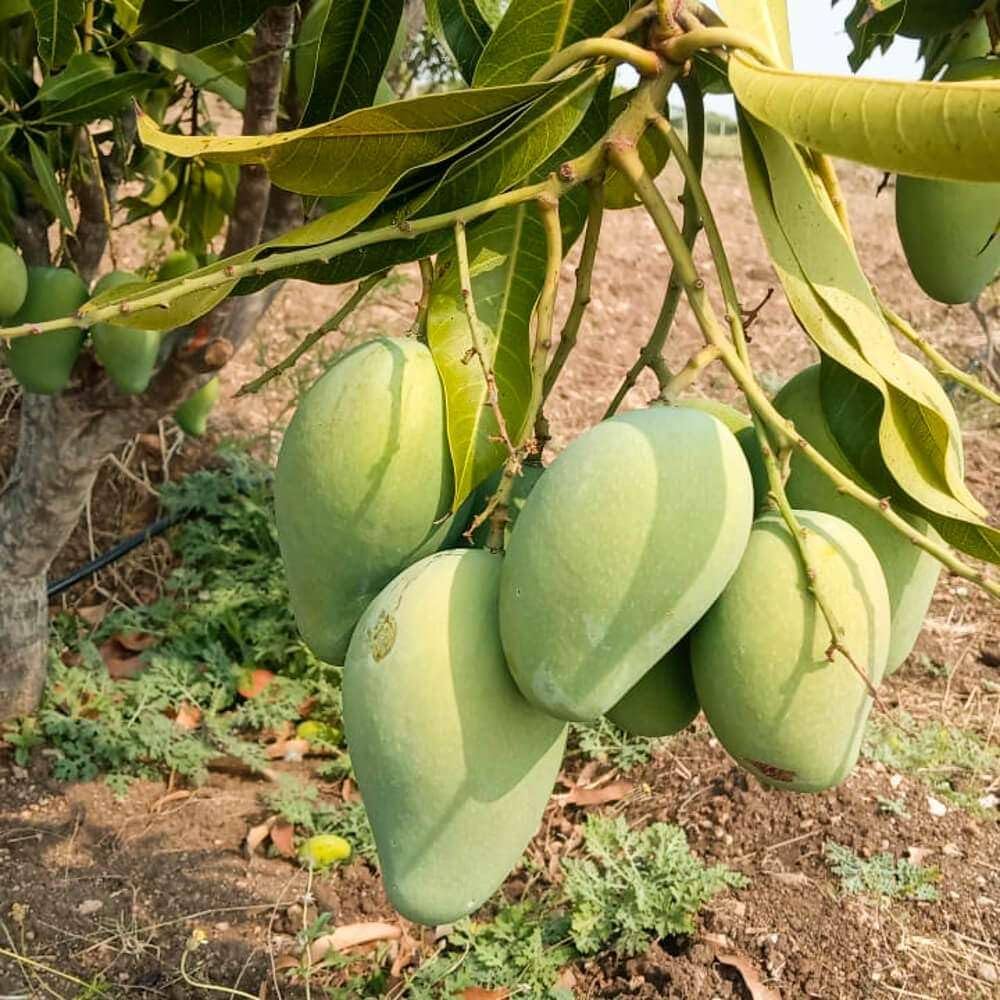 Thai Dwarf All-Time Sour Mango Plant | Year-Round Tangy Mango | Premium Grafted Hybrid — photo 2