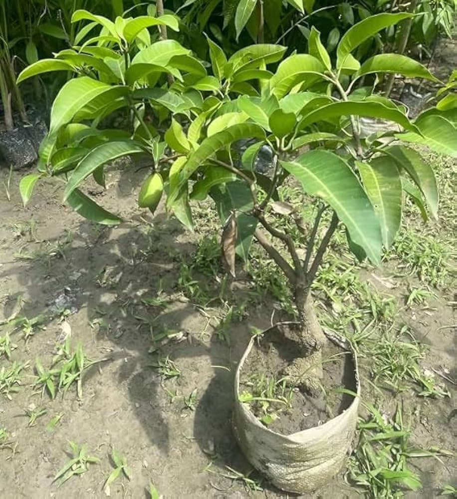 Thai Dwarf All-Time Sour Mango Plant | Year-Round Tangy Mango | Premium Grafted Hybrid — photo 3