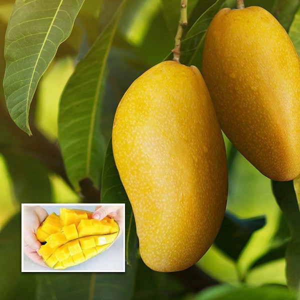 Three Taste Mango Plant | Sweet – Sour – Tangy Mango | Premium Grafted Hybrid