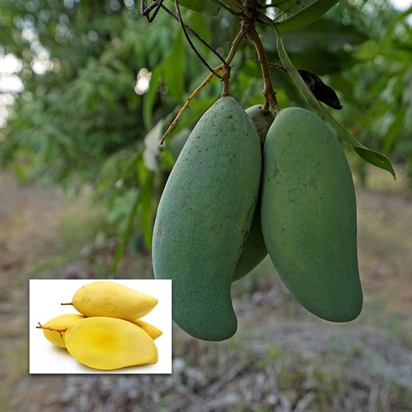Three Taste Mango Plant | Sweet – Sour – Tangy Mango | Premium Grafted Hybrid — photo 2