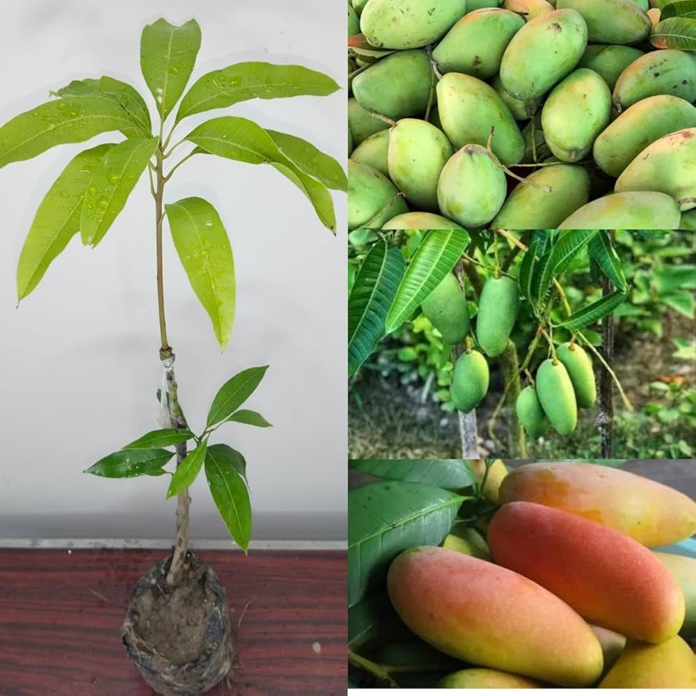 Three Taste Mango Plant | Sweet – Sour – Tangy Mango | Premium Grafted Hybrid — photo 3