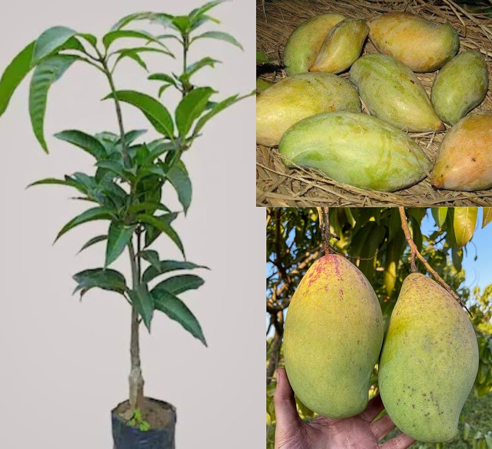 Totapuri Mango Plant | Tangy-Sweet Parrot Mango | Premium Grafted Hybrid