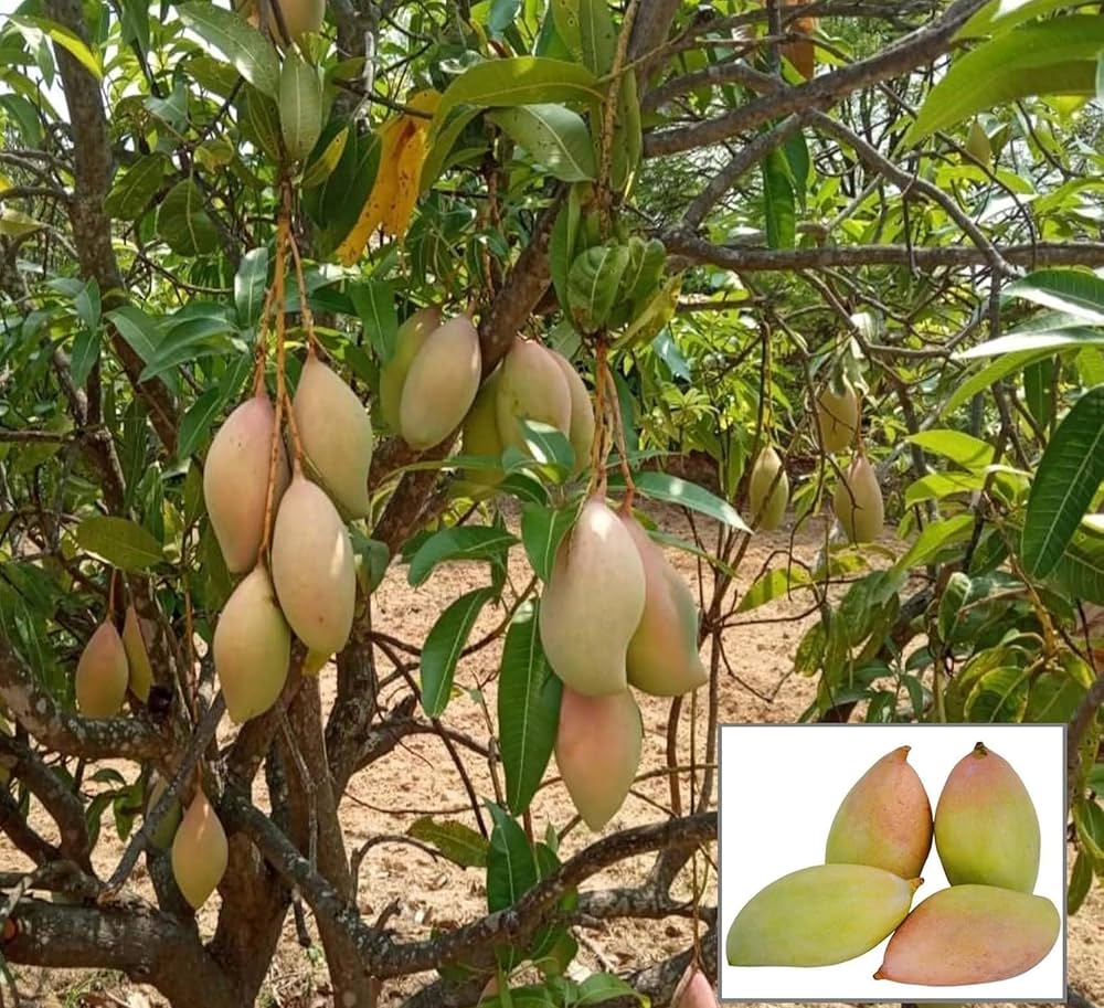 Totapuri Mango Plant | Tangy-Sweet Parrot Mango | Premium Grafted Hybrid — photo 2