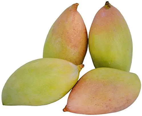 Totapuri Mango Plant | Tangy-Sweet Parrot Mango | Premium Grafted Hybrid — photo 3