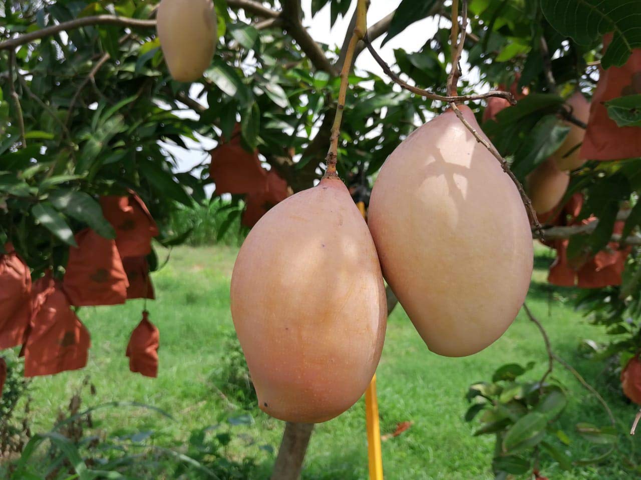 Totapuri Mango Plant | Tangy-Sweet Parrot Mango | Premium Grafted Hybrid — photo 4