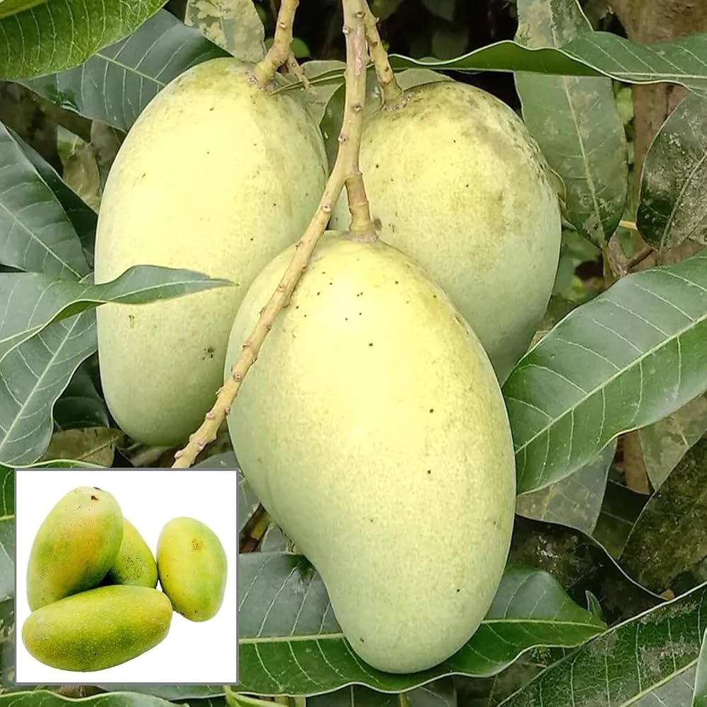 Vastara Mango Plant (Grafted)