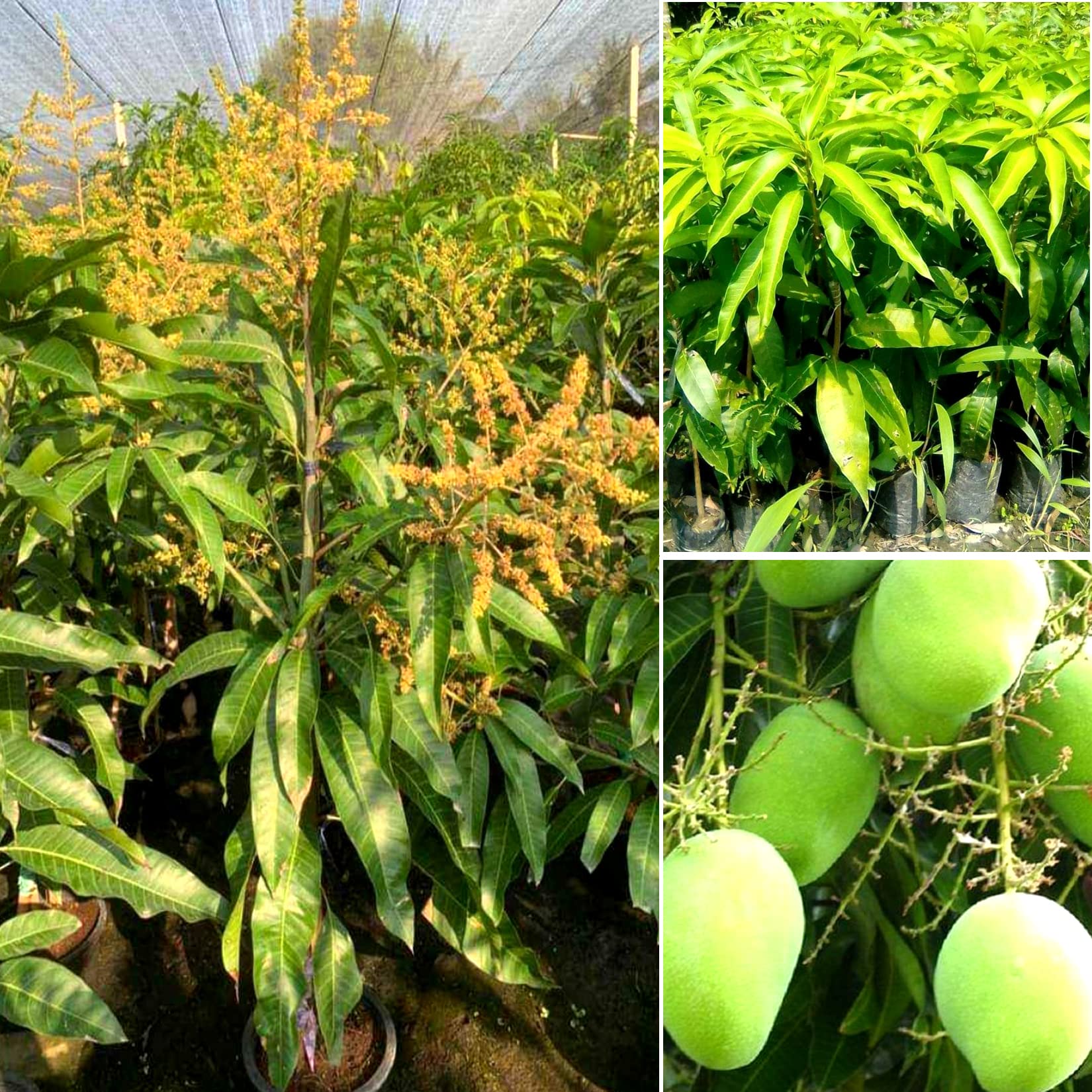 Vastara Mango Plant (Grafted) — photo 2
