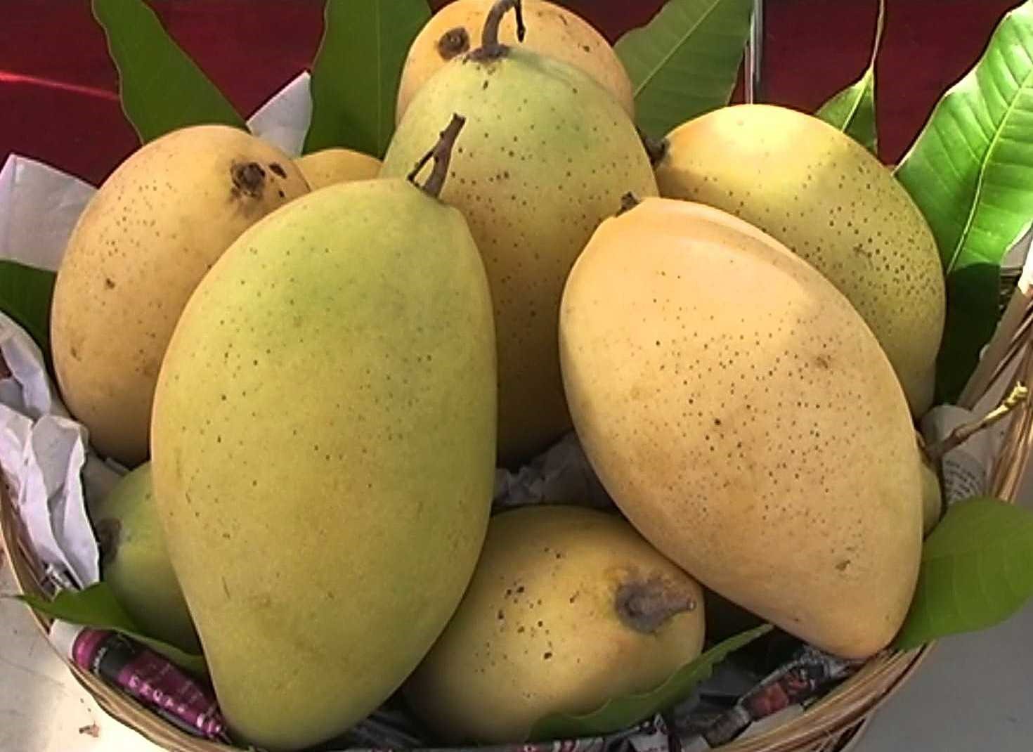 Vietnam All-Time Mango Plant | Sweet Year-Round Mango | Premium Grafted Hybrid