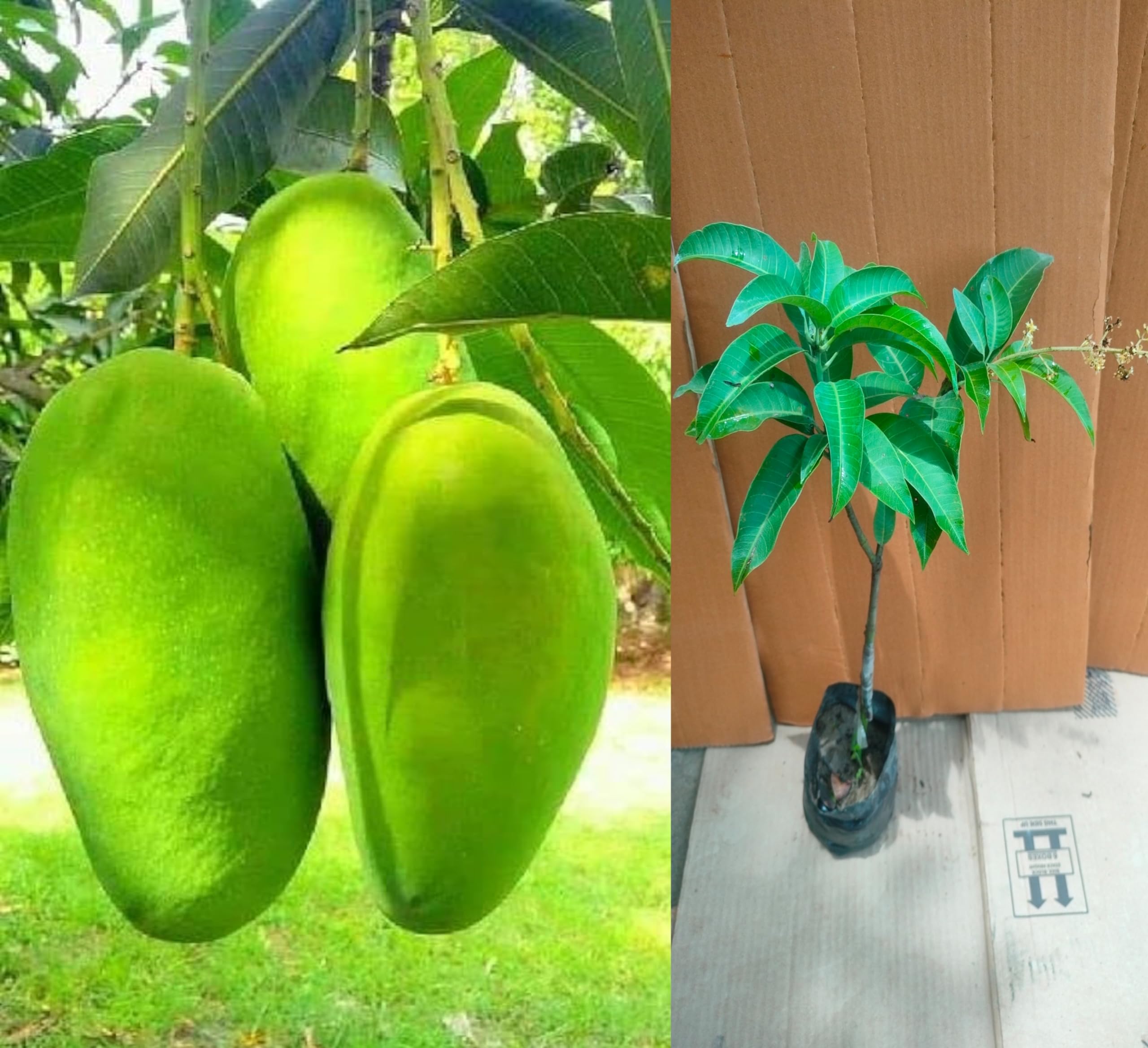 Vietnam All-Time Mango Plant | Sweet Year-Round Mango | Premium Grafted Hybrid — photo 2