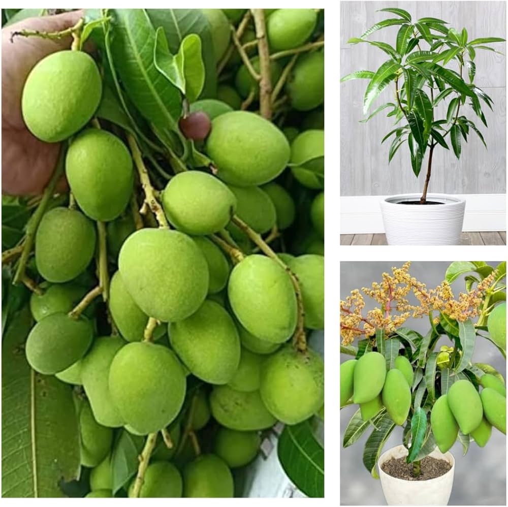 Vietnam All-Time Mango Plant | Sweet Year-Round Mango | Premium Grafted Hybrid — photo 3