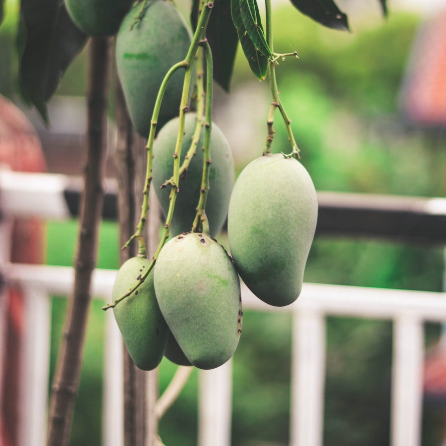 Amrapali Mango Plant | Super-Sweet Fibreless Mango | Premium Grafted Hybrid — photo 2