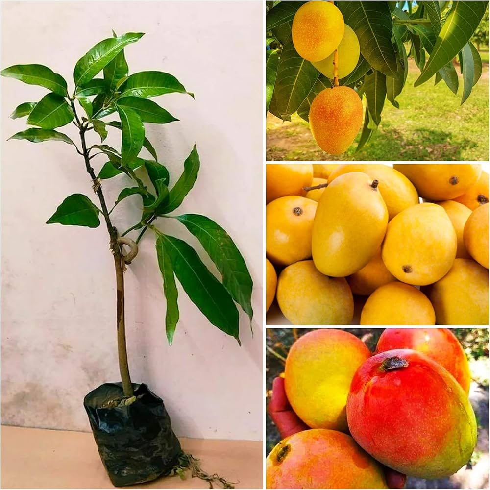 Amrapali Mango Plant | Super-Sweet Fibreless Mango | Premium Grafted Hybrid — photo 3