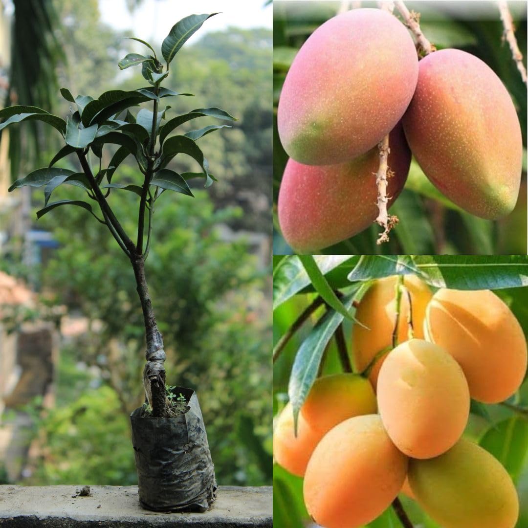 Amrapali Mango Plant | Super-Sweet Fibreless Mango | Premium Grafted Hybrid — photo 4