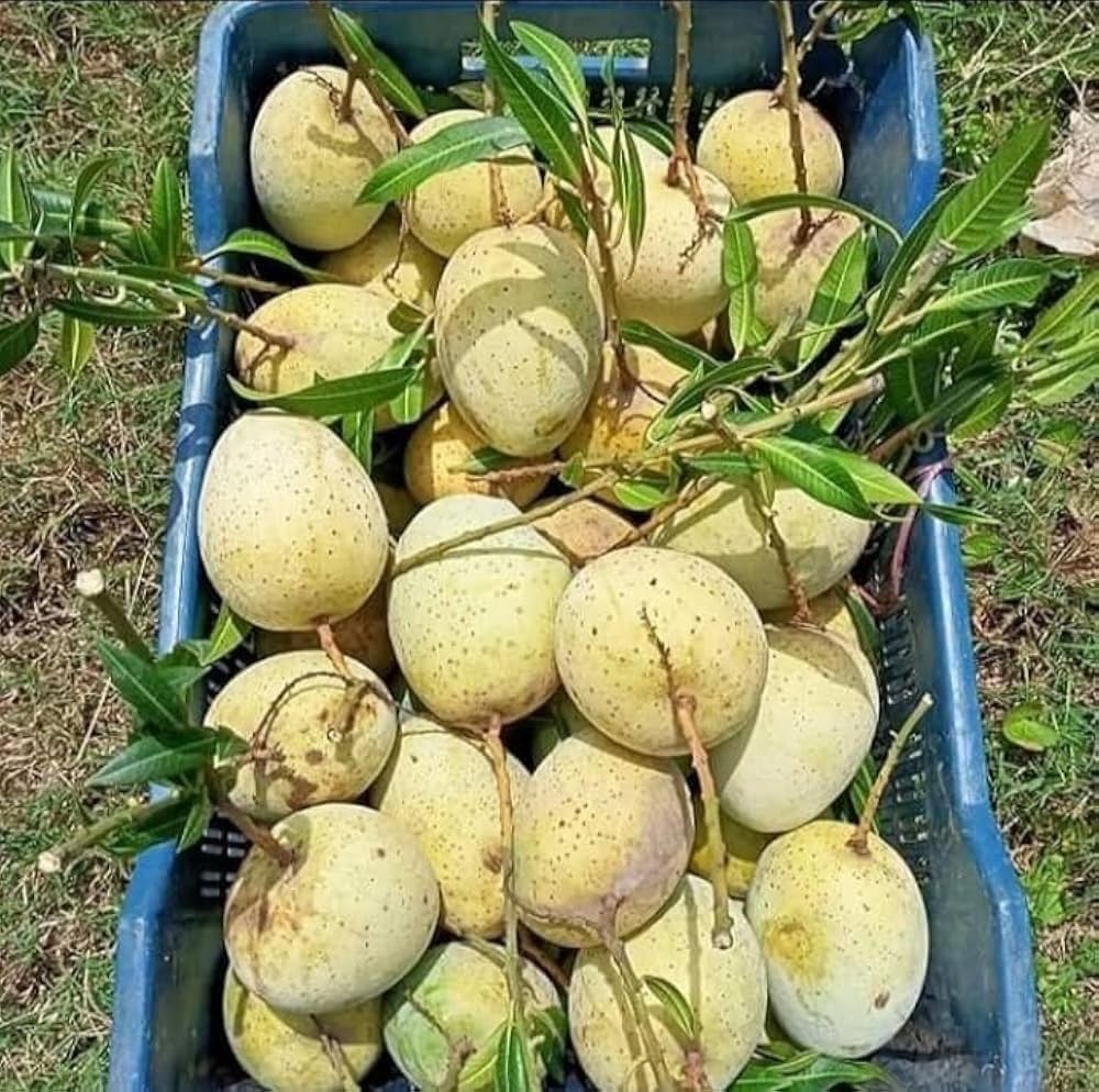 Gouromati Mango Plant | Sweet Bengali Mango | Premium Grafted Hybrid — photo 2