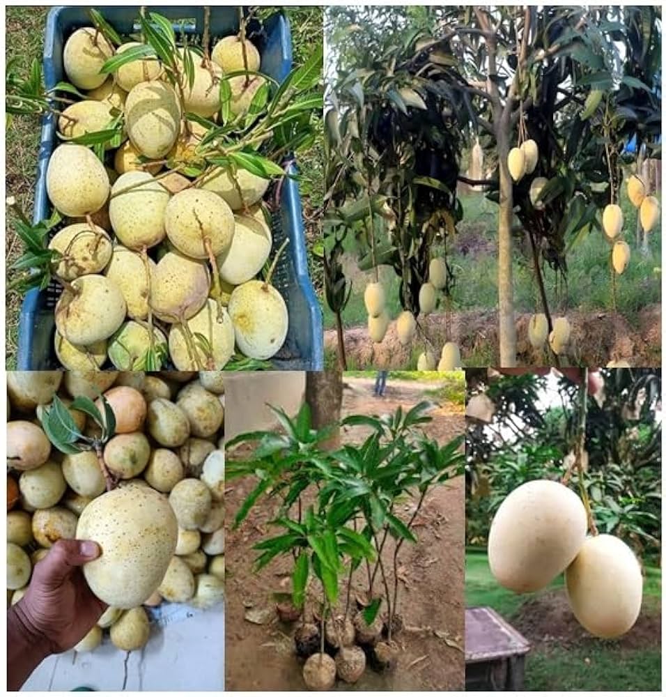 Gouromati Mango Plant | Sweet Bengali Mango | Premium Grafted Hybrid — photo 3