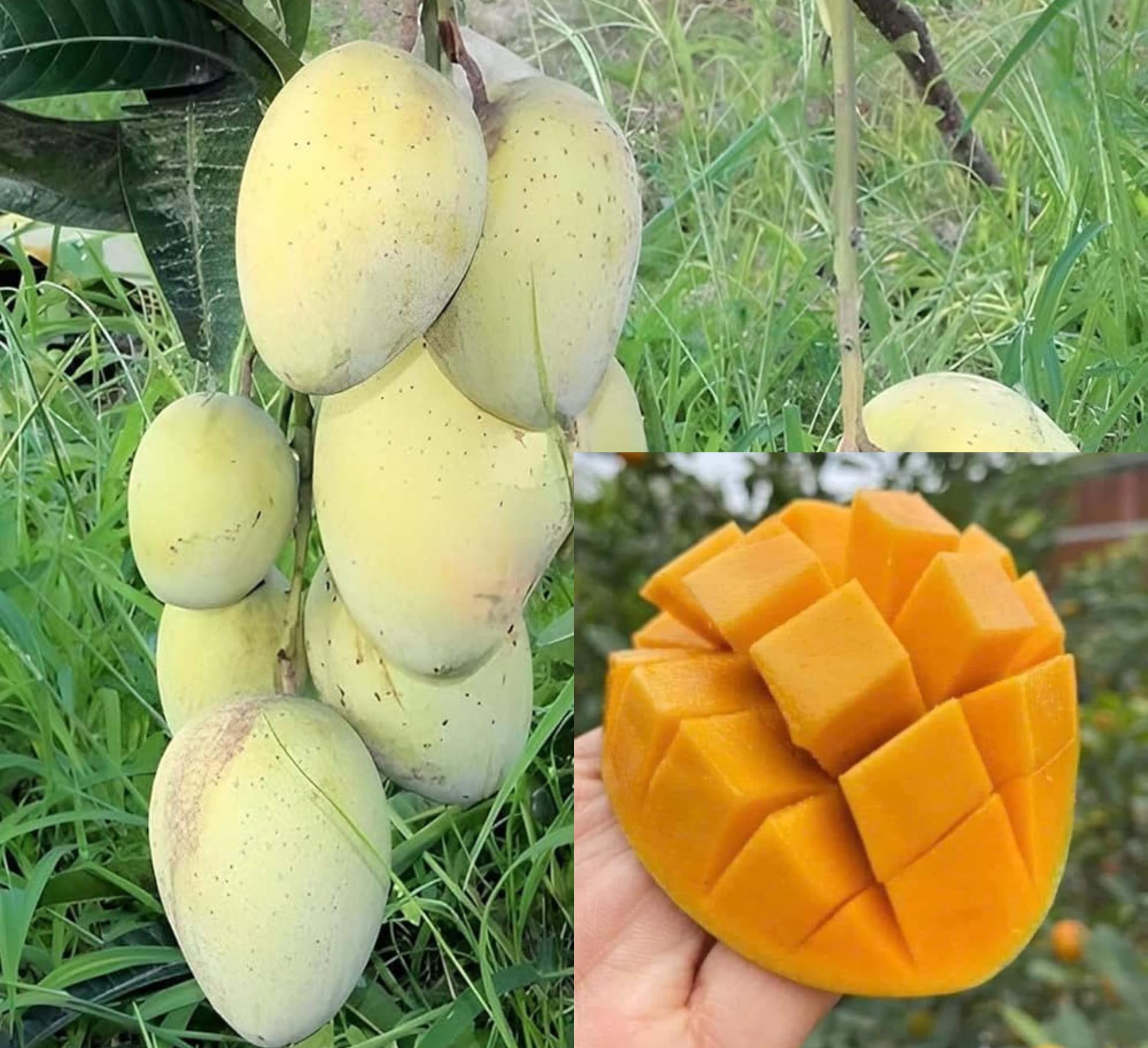 Katimon Mango Plant | Sweet – Sour Thai Mango | Premium Grafted Hybrid