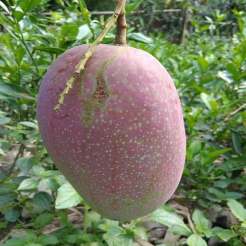 Katimon Mango Plant | Sweet – Sour Thai Mango | Premium Grafted Hybrid — photo 2