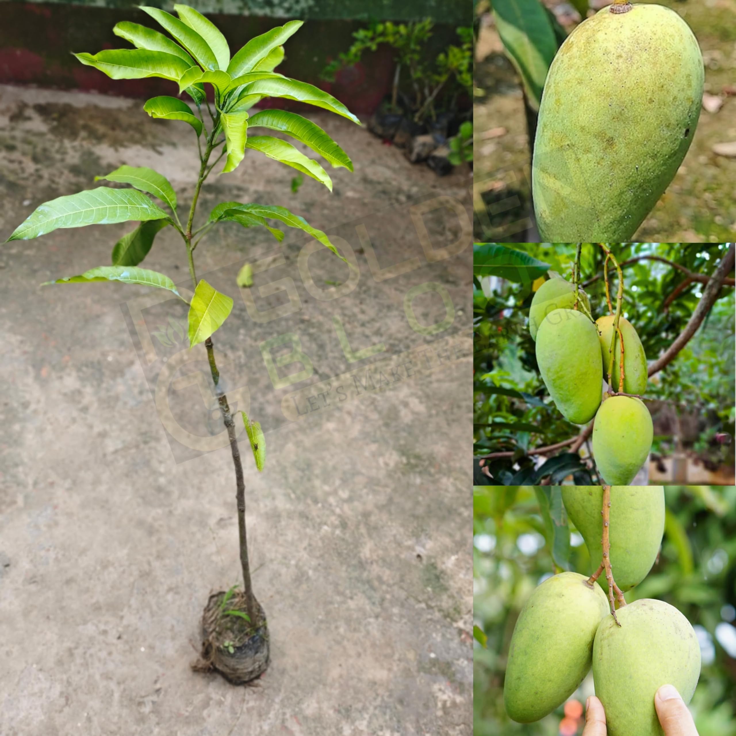 Katimon Mango Plant | Sweet – Sour Thai Mango | Premium Grafted Hybrid — photo 3