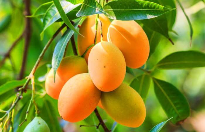 Kohitur Mango Plant | Rare Premium Sweet Mango | Exclusive Grafted Hybrid