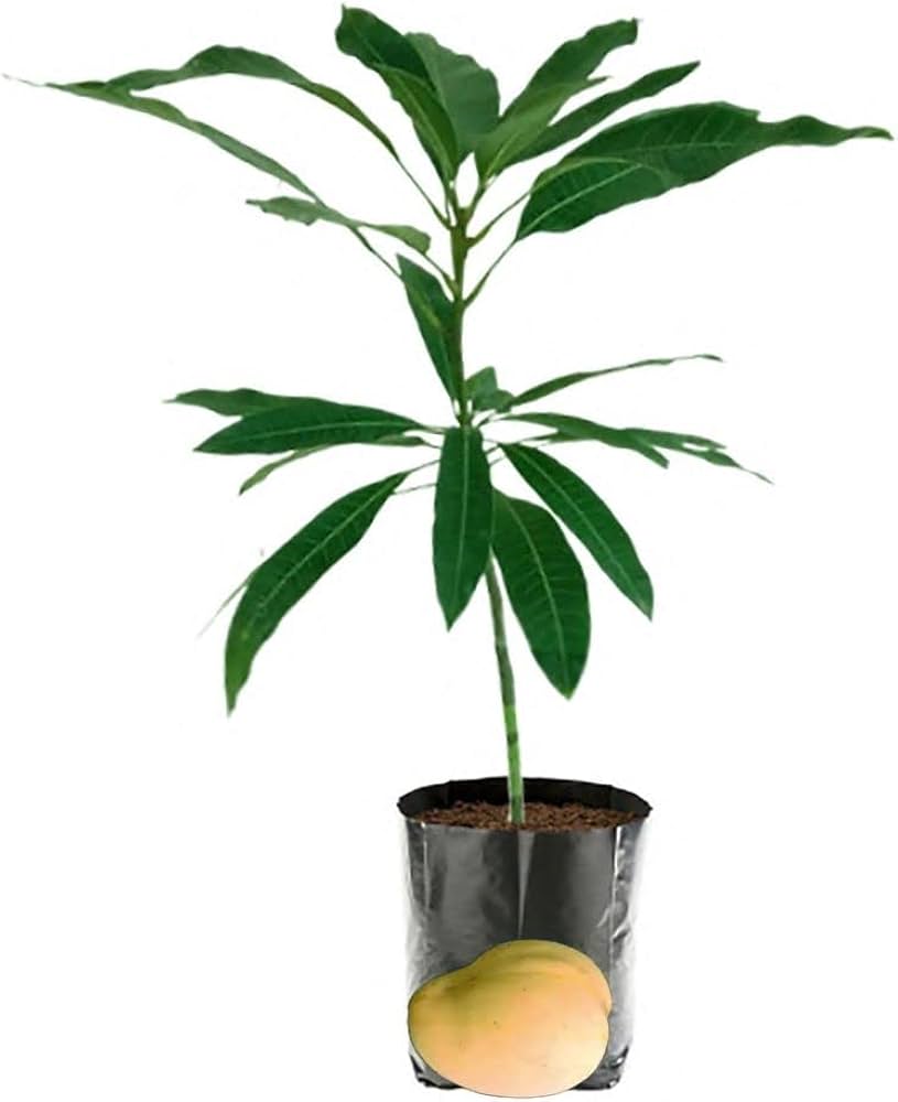 Kohitur Mango Plant | Rare Premium Sweet Mango | Exclusive Grafted Hybrid — photo 2