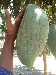 Brunei King Mango Plant | 3 – 4 Kg Giant Sweet Mango | Premium Grafted Hybrid