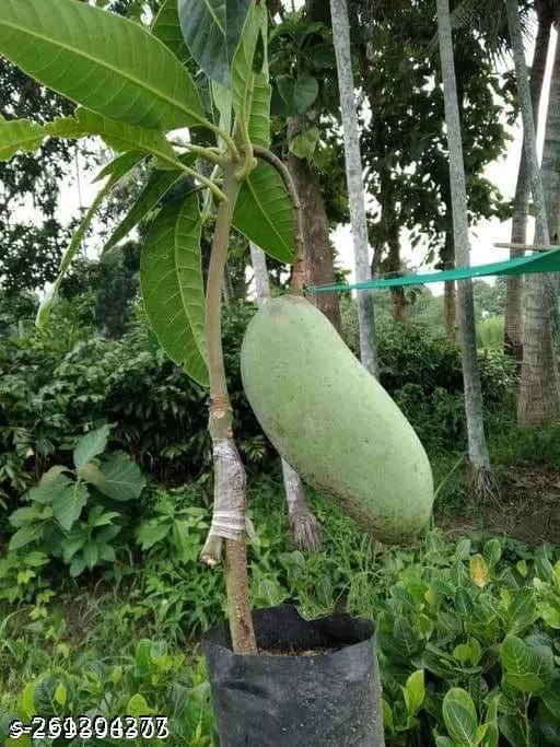 Brunei King Mango Plant | 3 – 4 Kg Giant Sweet Mango | Premium Grafted Hybrid — photo 2