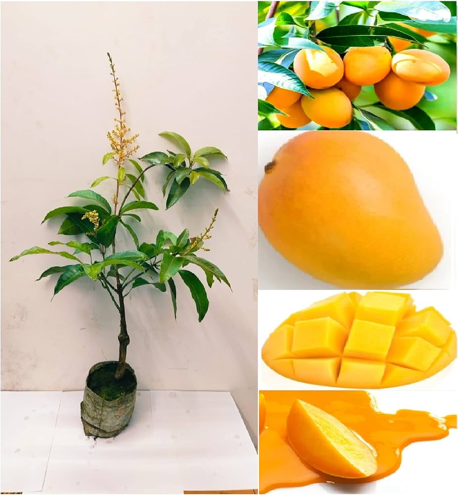 Thai All-Time Mango Plant | Year-Round Sweet Mango | Premium Grafted Hybrid