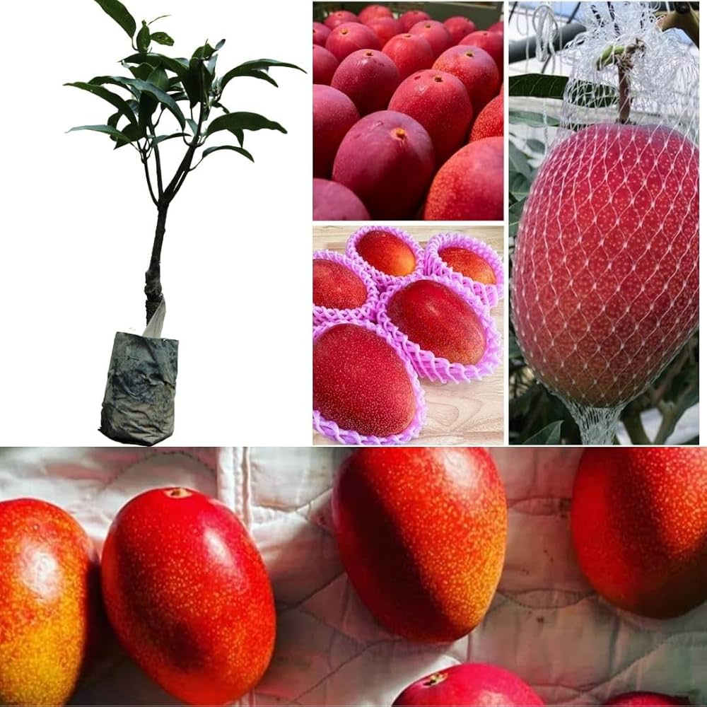 Palmer Red Mango Plant | Sweet Red-Blush Mango | Premium Grafted Hybrid