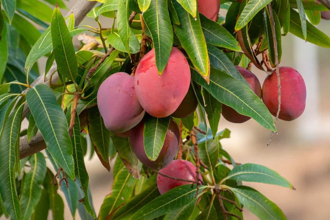 Palmer Red Mango Plant | Sweet Red-Blush Mango | Premium Grafted Hybrid — photo 2