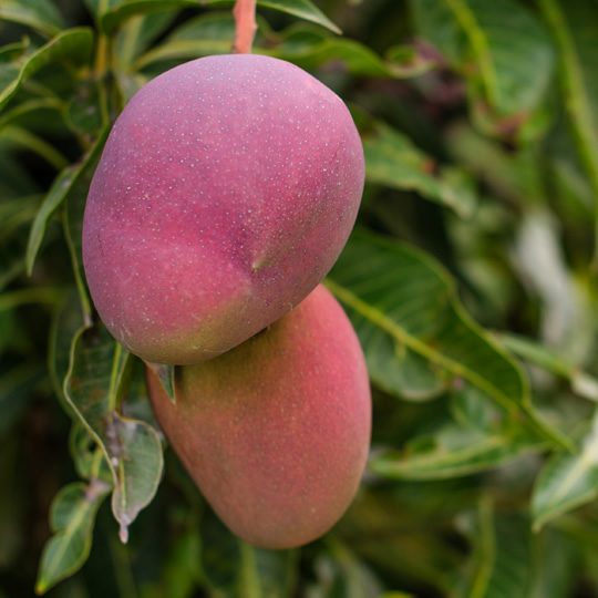 Palmer Red Mango Plant | Sweet Red-Blush Mango | Premium Grafted Hybrid — photo 3