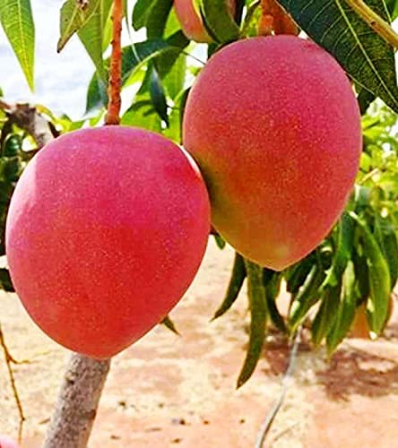 Miyazaki Mango Plant | Premium Ruby-Red Mango | Exclusive Grafted Exotic Variety