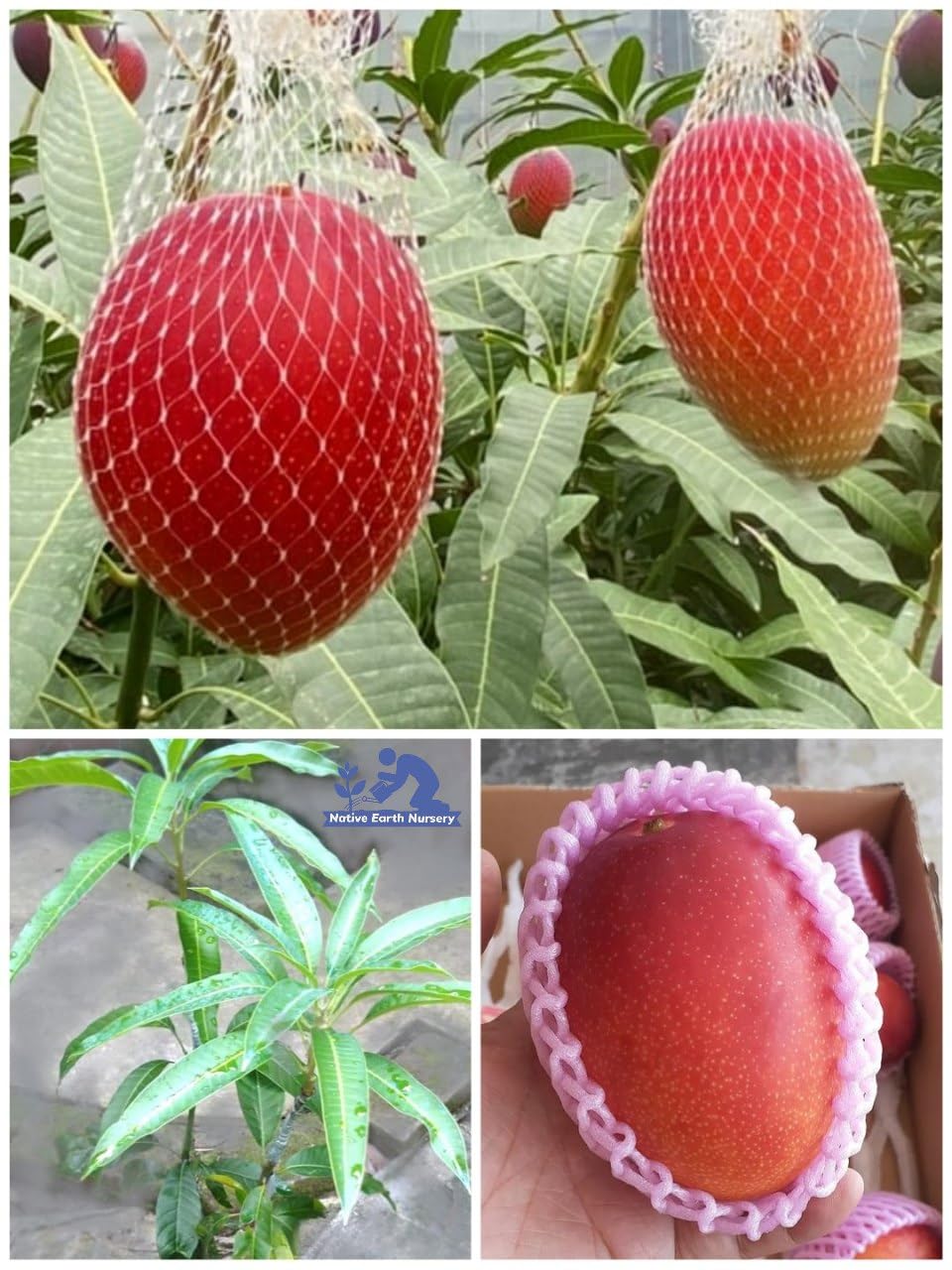 Miyazaki Mango Plant | Premium Ruby-Red Mango | Exclusive Grafted Exotic Variety — photo 2