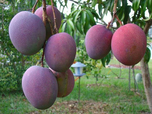 Palmer Mango Plant | Large Sweet Mango | Premium Grafted Hybrid