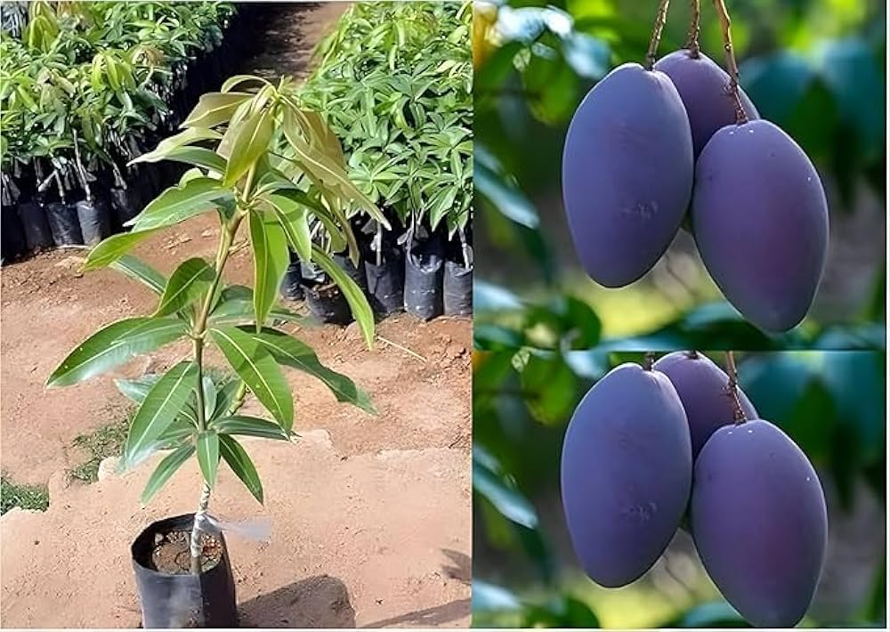 Palmer Mango Plant | Large Sweet Mango | Premium Grafted Hybrid — photo 2