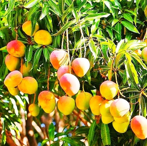 Suvarnarekha Mango Plant | Sweet Yellow Mango | Premium Grafted Hybrid