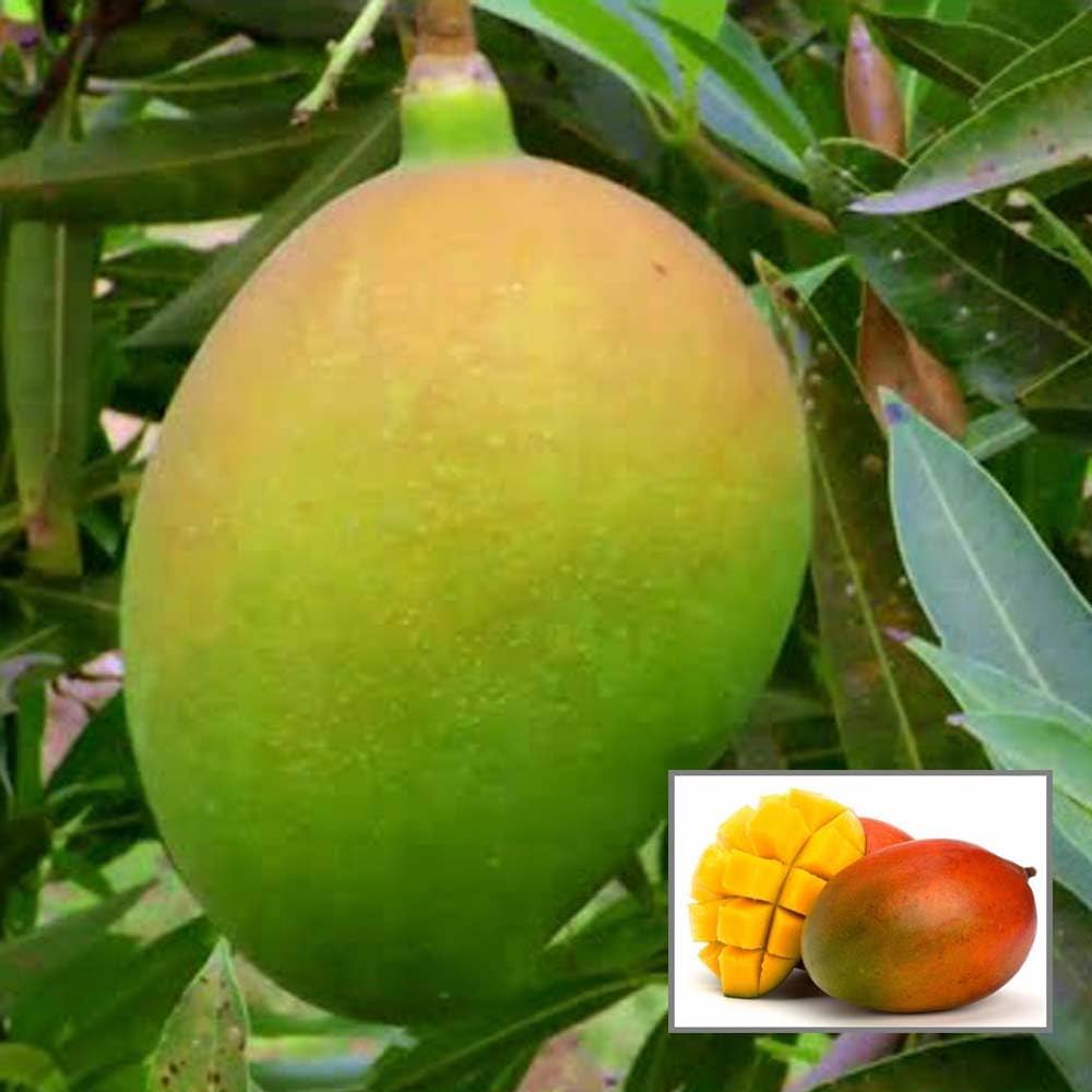 Suvarnarekha Mango Plant | Sweet Yellow Mango | Premium Grafted Hybrid — photo 2