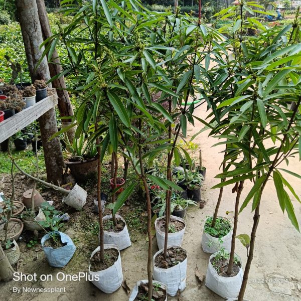Suvarnarekha Mango Plant | Sweet Yellow Mango | Premium Grafted Hybrid — photo 3