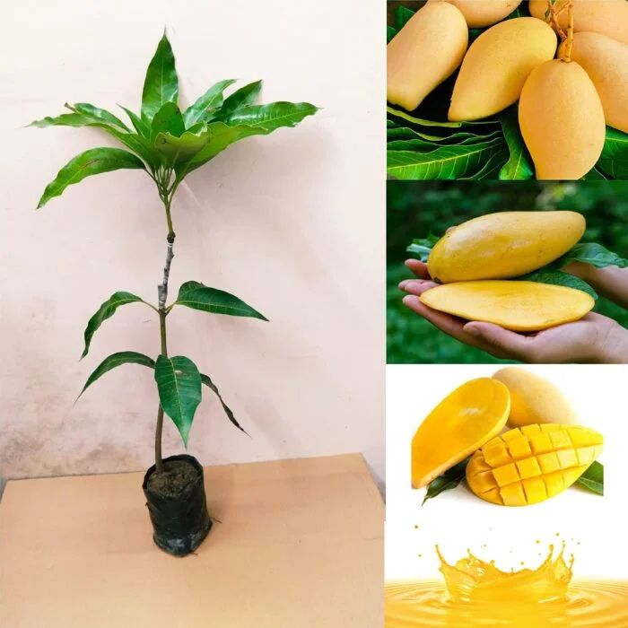 Doc Mai Mango Plant | Sweet Thai Mango | Premium Grafted Hybrid