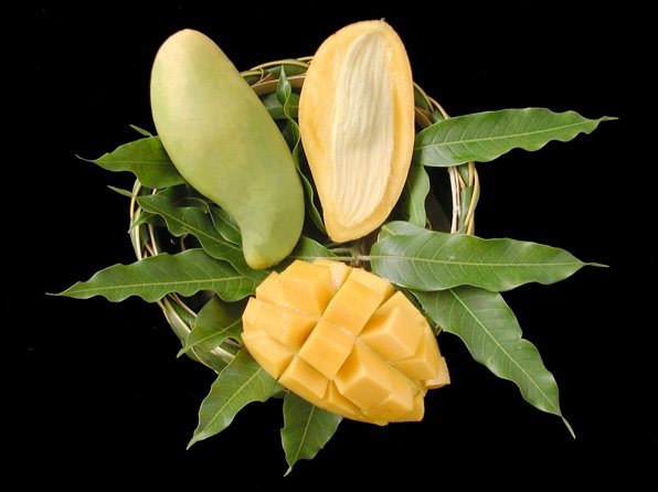 Doc Mai Mango Plant | Sweet Thai Mango | Premium Grafted Hybrid — photo 3