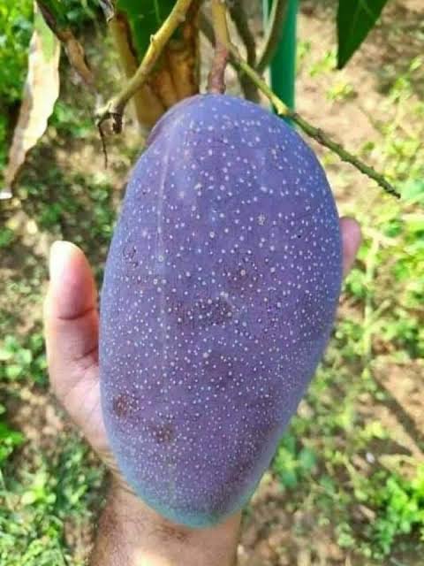 Black Stone Mango Plant | Rare Sweet Mango | Premium Grafted Hybrid